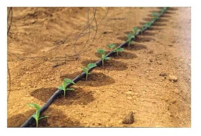 Felicia набор капельного полива 100, длина шланга: 100 м, кол-во растений: 300 шт. фотография 1