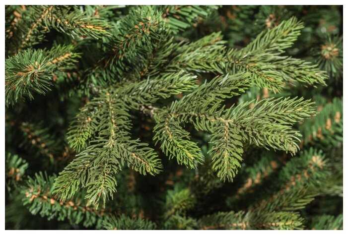 Ель искусственная Царь елка Ева фотография 1