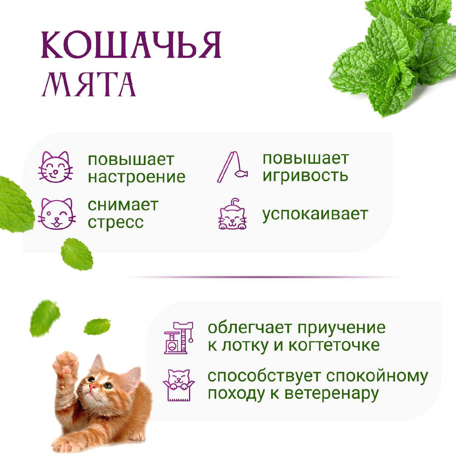 Лакомство для кошек Кошачья мята фотография 2