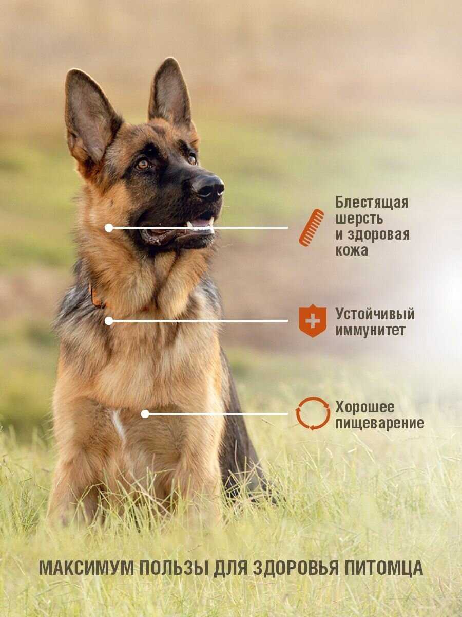 Корм для собак Darsi при чувствительном пищеварении, индейка фотография 7