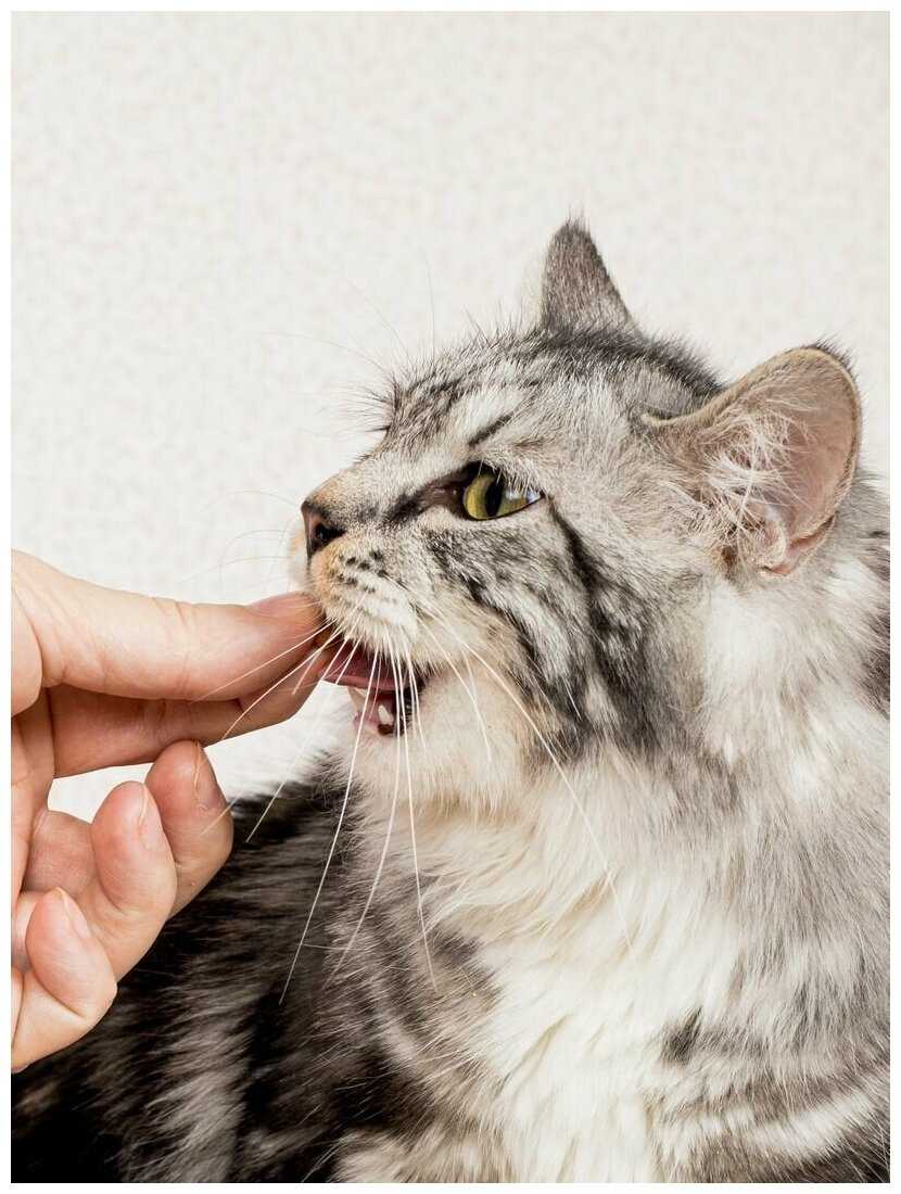 Лакомство для кошек Japan Premium Pet Круассанчики с начинкой из тунца фотография 1