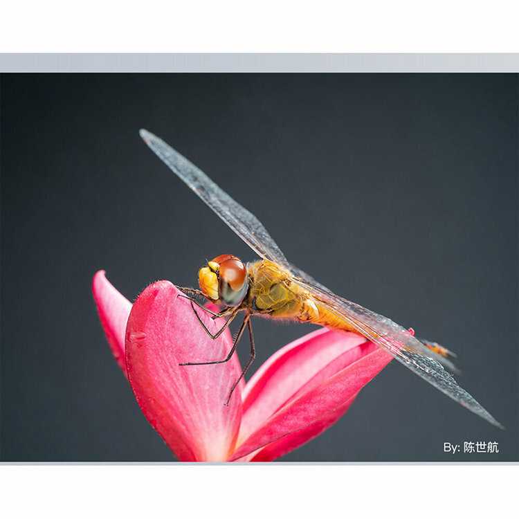 Объектив TTartisan 40 мм F2.8 Macro APS-C для Sony E фотография 13