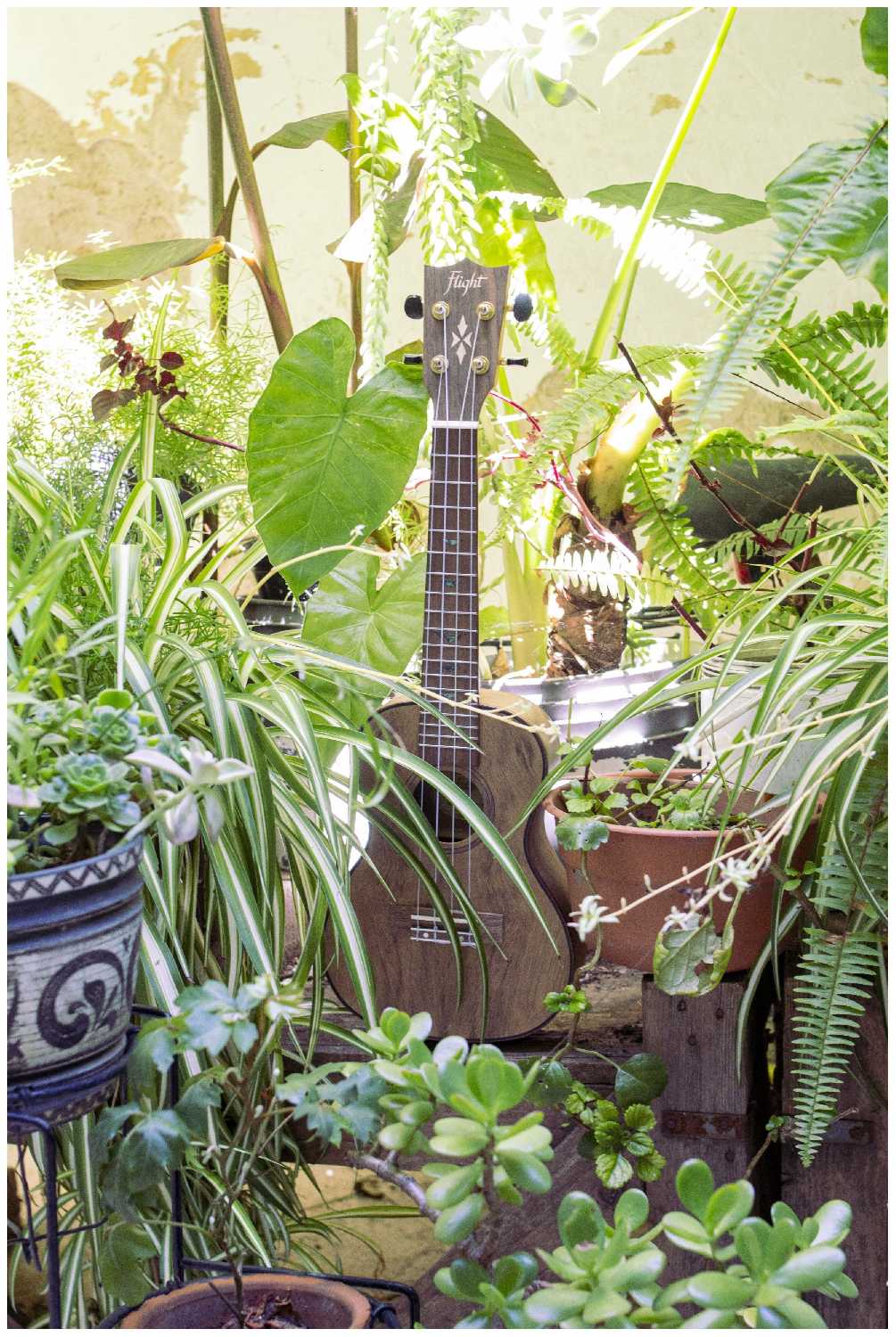 FLIGHT DUC430 DAO Укулеле концерт фотография 1