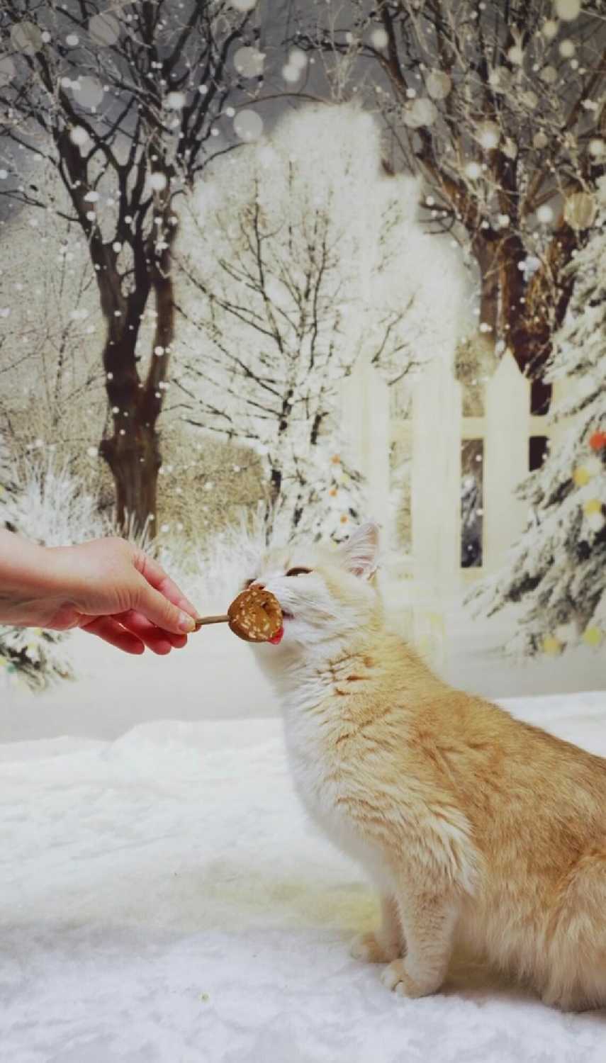 Лакомство для кошек Japan Premium Pet Тунцовая карамелька на палочке с крабом фотография 8