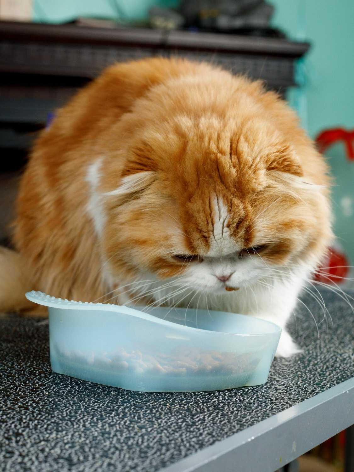 Japan Мататаби Premium Pet с экстрактом японского цыпленка (3 шт х 0,5г) фотография 7