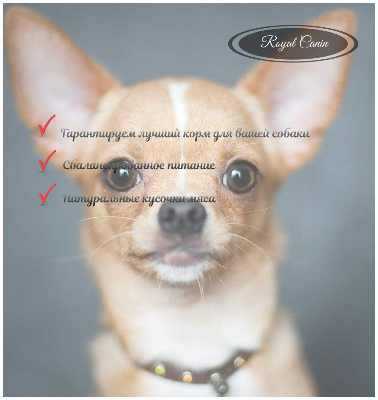 Корм для собак Royal Canin для здоровья кожи и шерсти фотография 15
