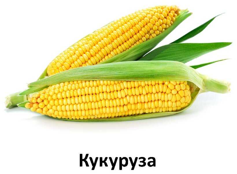 Корм для щенков Farmina (для средних и крупных пород) фотография 13