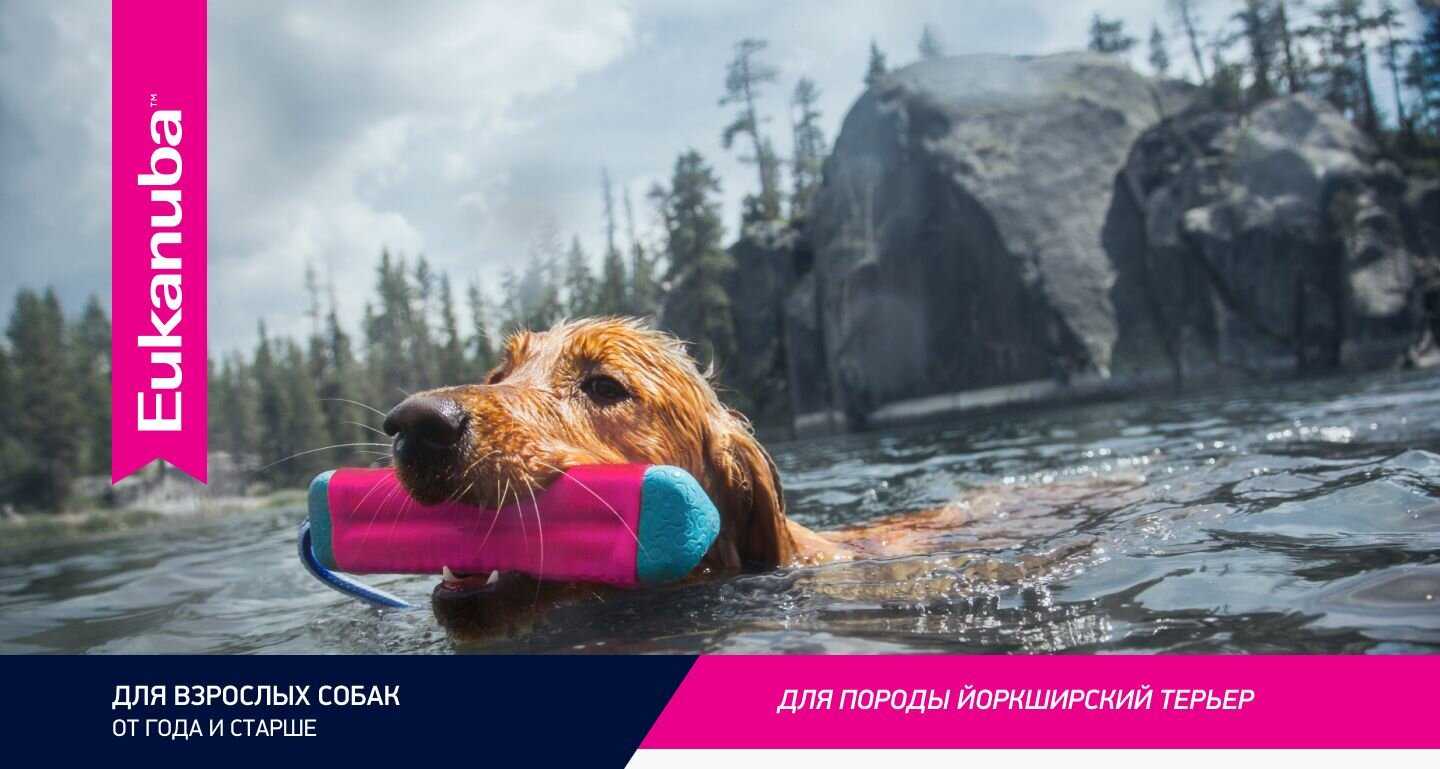 Корм для собак Eukanuba Breed Specific (Йоркширский терьер) фотография 17