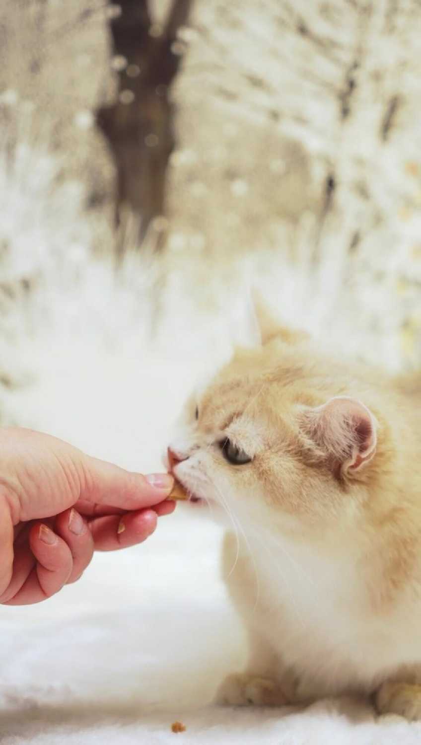 Лакомство для кошек CattyMan Конфетки-суфле фотография 27