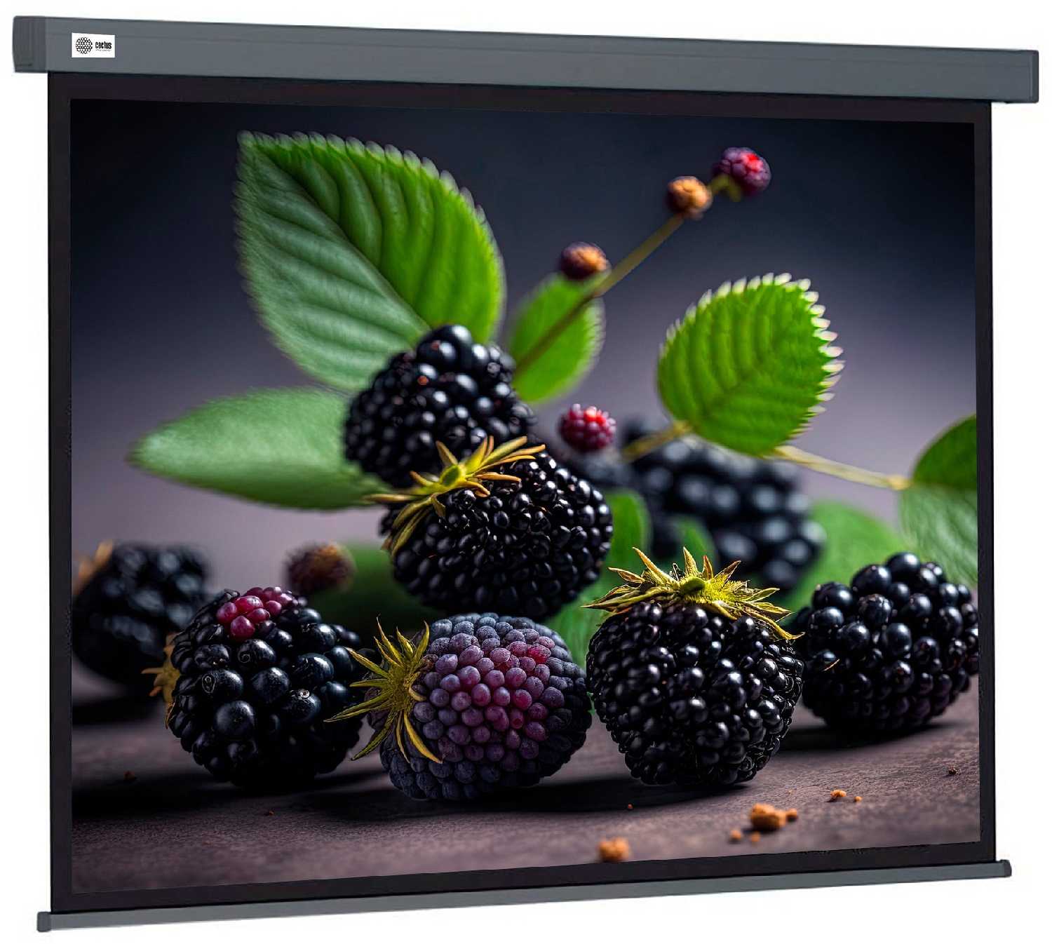 Рулонный cactus Wallscreen (CS-PSW-127X127-SG) фотография 3