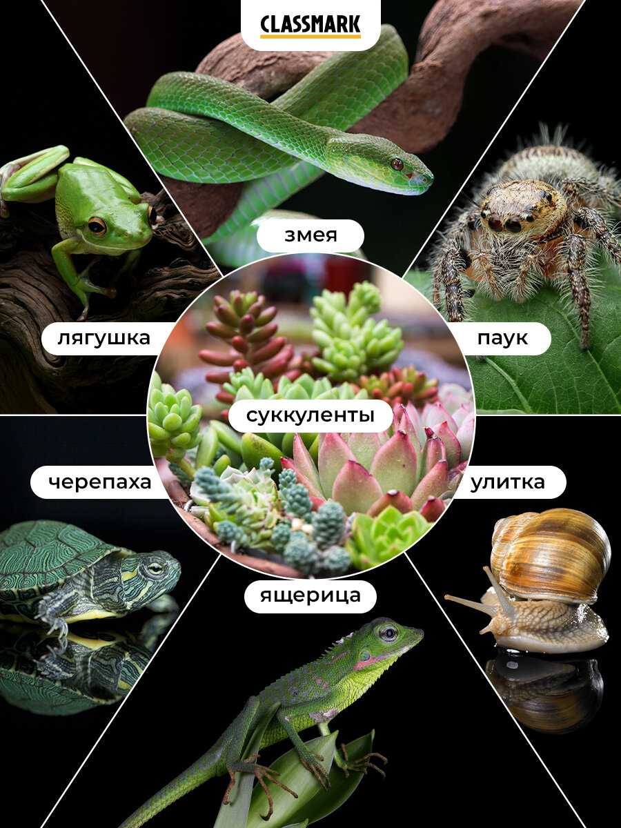 Светильник для террариума Classmark Ламка для рептилий (Classmark) фотография 1
