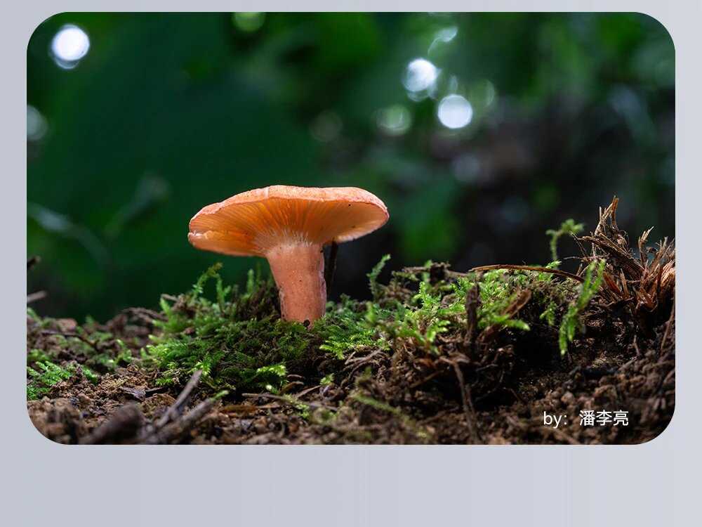Объектив TTartisan 40 мм F2.8 Macro APS-C для Sony E фотография 18