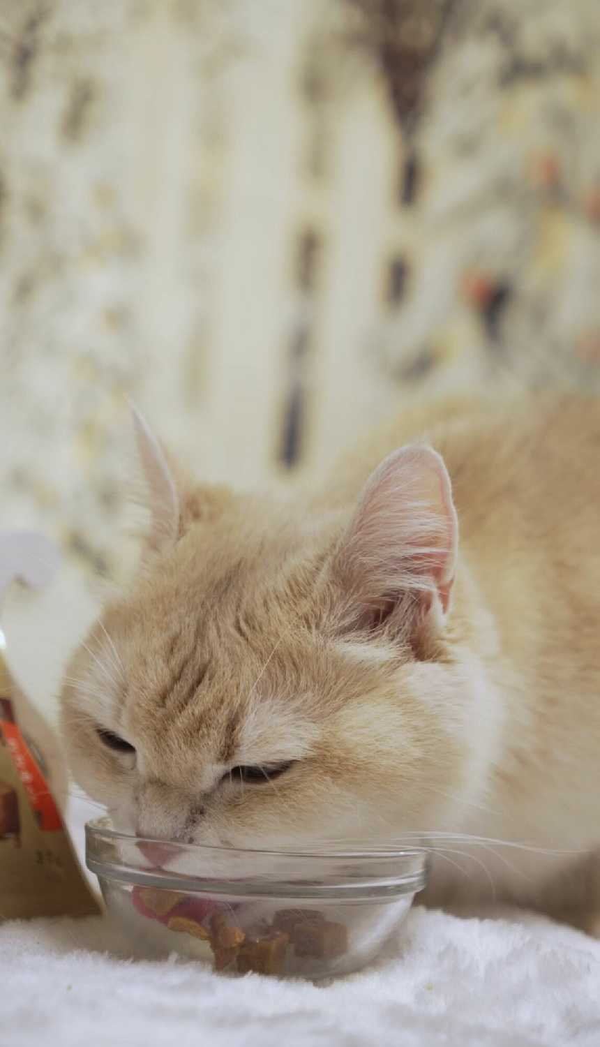 Лакомство для кошек CattyMan Конфетки-суфле фотография 11