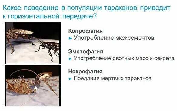 Гель Advion Гель от тараканов и муравьев (Адвион) фотография 20
