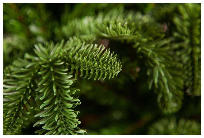 Ель искусственная Triumph Tree Нормандия Стройная зеленая фотография 4