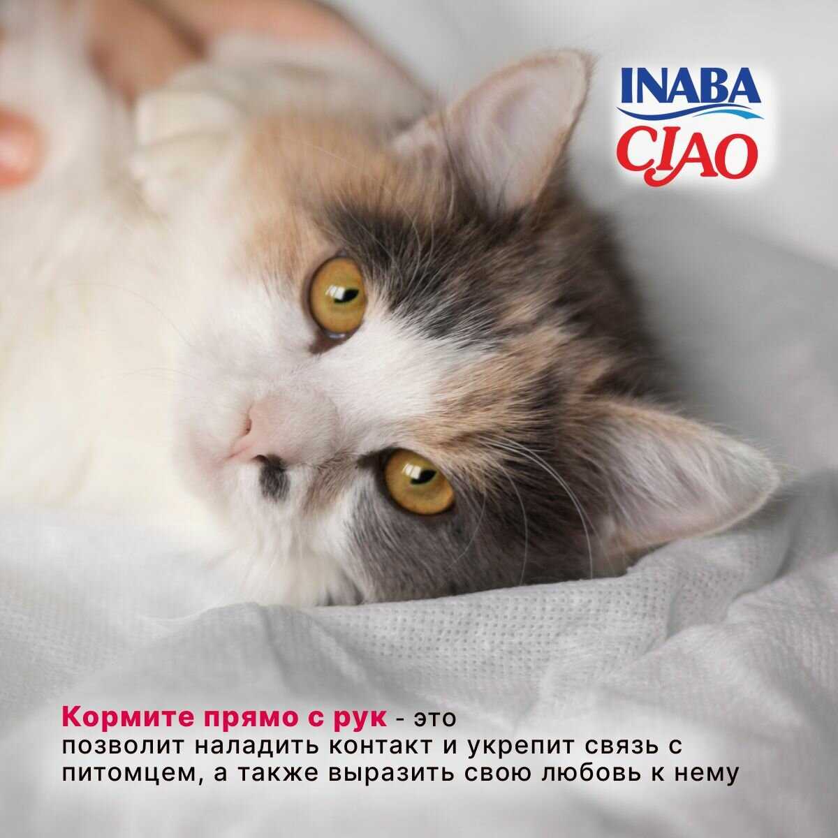 Лакомство-пюре для кошек Inaba Ciao Churu Куриное филе и креветка фотография 28