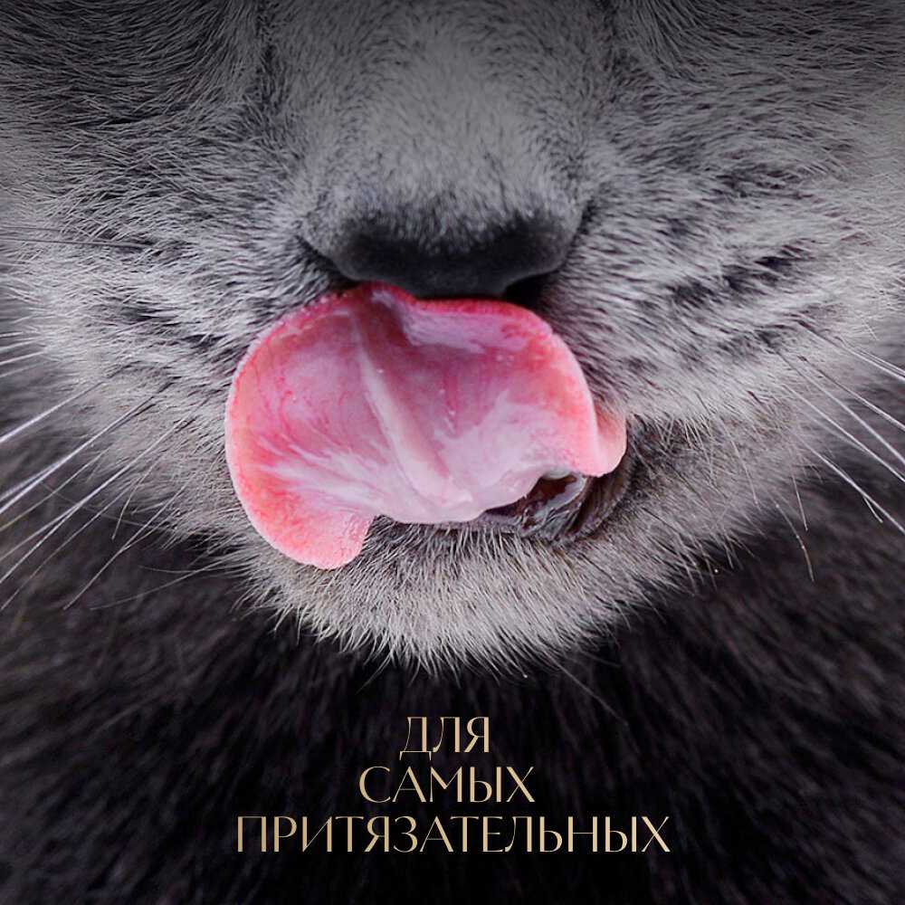 Корм для кошек Sheba с лососем фотография 14