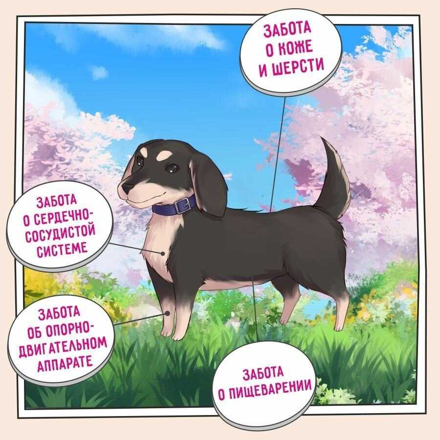 Корм для собак ZILLII Adult Dog Small Breed (Индейка с Ягнёнком) фотография 15