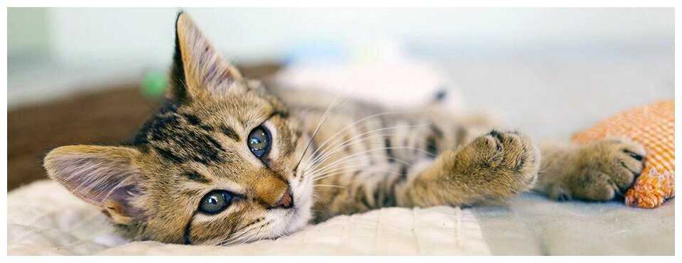 Корм Pro Plan Sterilised OptiRenal (с кроликом) фотография 11