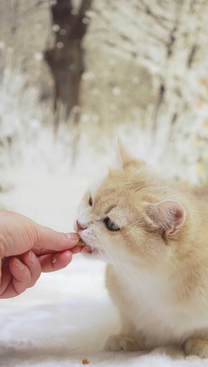 Лакомство для кошек CattyMan Конфетки-суфле фотография 13