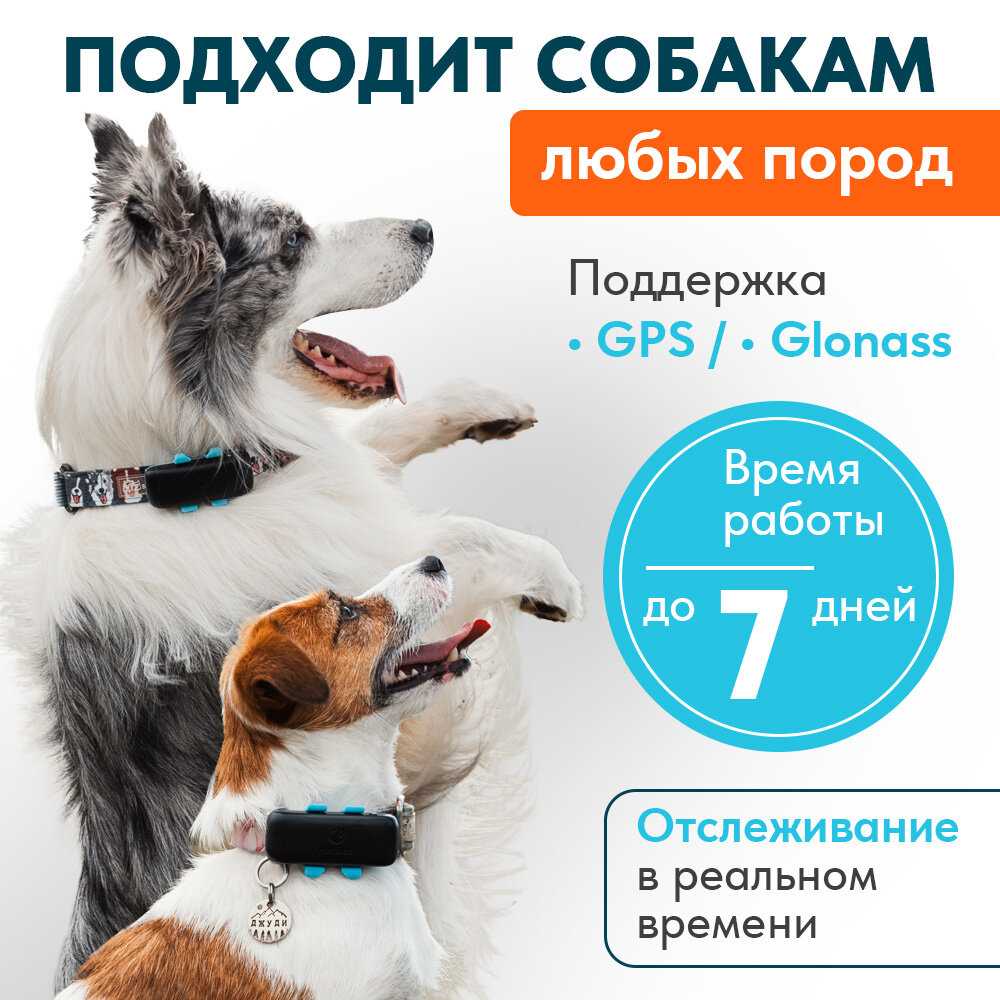 GPS трекер Petsee Petsee 4G Dogs фотография 4