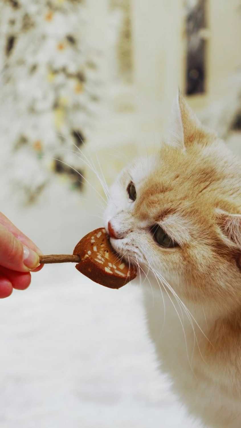 Лакомство для кошек Japan Premium Pet Тунцовая карамелька на палочке с крабом фотография 11
