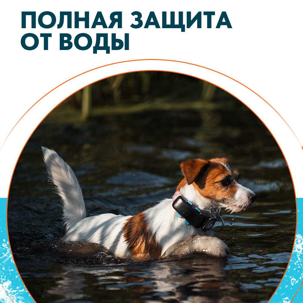 GPS трекер Petsee Petsee 4G Dogs фотография 5