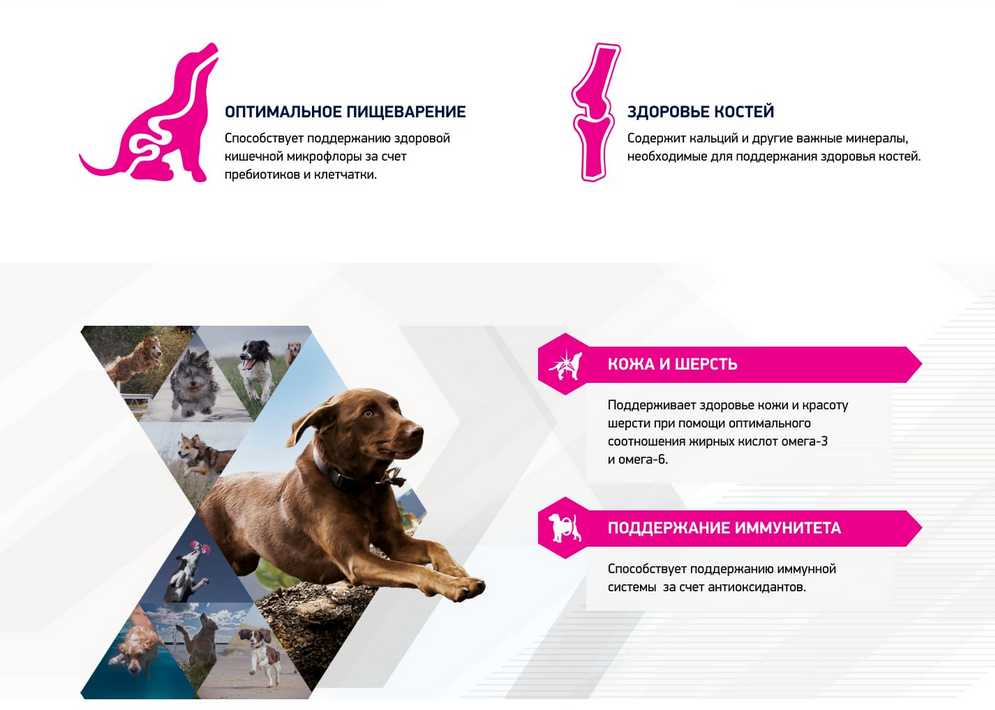 Корм для собак Eukanuba для здоровья кожи и шерсти, говядина фотография 6